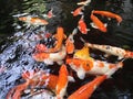Fancy carp koi fish underwater Royalty Free Stock Photo
